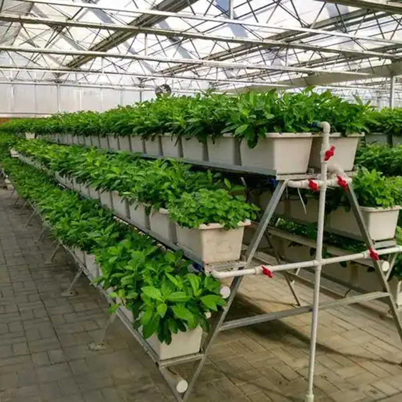 池州市植物工厂大棚 - 厂家